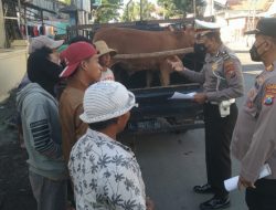 Mengantisipasi PMK, Satlantas Polres Sampang Lakukan Penyekatan 7 Pickup Muatan Sapi