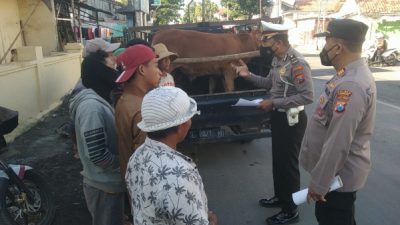 Mengantisipasi PMK, Satlantas Polres Sampang Lakukan Penyekatan 7 Pickup Muatan Sapi
