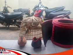 Polres Sumenep Lakukan Penggerebekan Judi Sabung Ayam