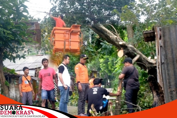 Evakuasi Pohon Tumbang Akibat Angin Kencang Dan Hujan