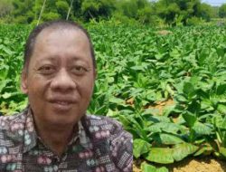 DKPP Sumenep Akan Salurkan Pupuk Bersubsidi Untuk Petani Tembakau