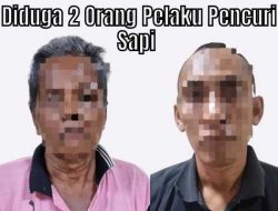 Diduga 2 Pelaku Pencurian Sapi Diamankan Polisi