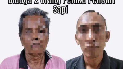 Diduga 2 Pelaku Pencurian Sapi Diamankan Polisi