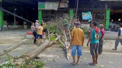 Pohon Tumbang Picu Kemacetan, DLH Dinilai Lalai