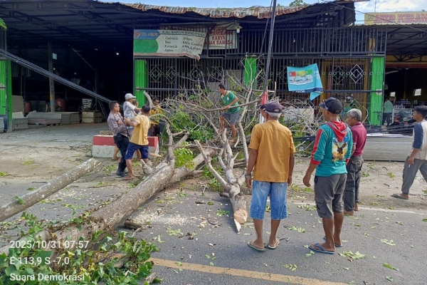 Pohon Tumbang Picu Kemacetan, DLH Dinilai Lalai