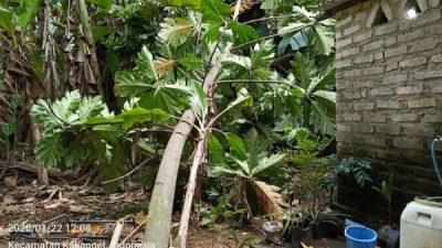 Pemerintah Desa Kalianget Barat Abai Terhadap Pohon Tumbang 