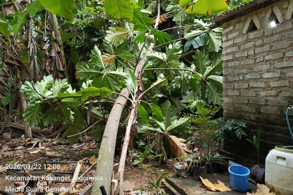 Pemerintah Desa Kalianget Barat Abai Terhadap Pohon Tumbang 